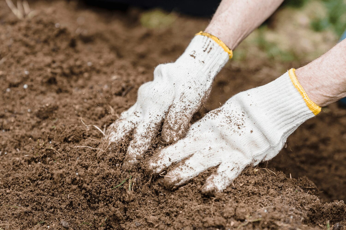 Healthy Soil for Healthy Food (And People)