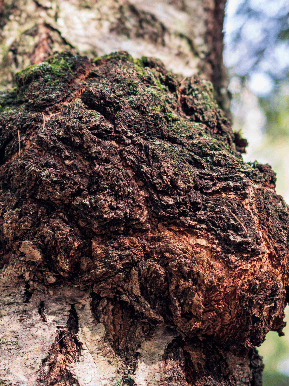 Chaga Mushroom: The King of Functional Mushrooms