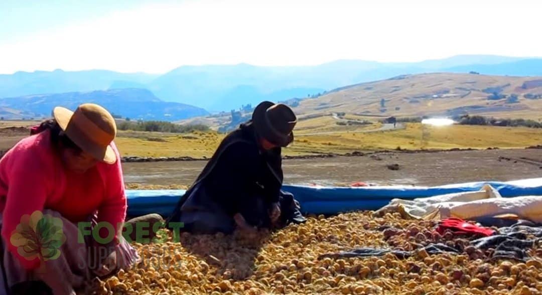Peruvian farmers harvesting gelatinized black maca powder high in the Andes for Forest Super Foods product