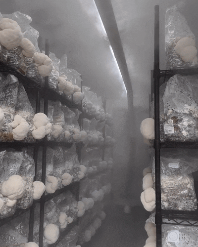 Lion's Mane mushroom farm tour