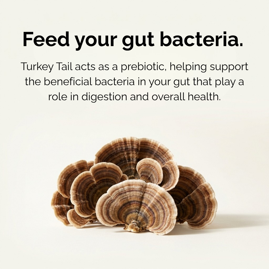 Australian Grown Turkey Tail Powder